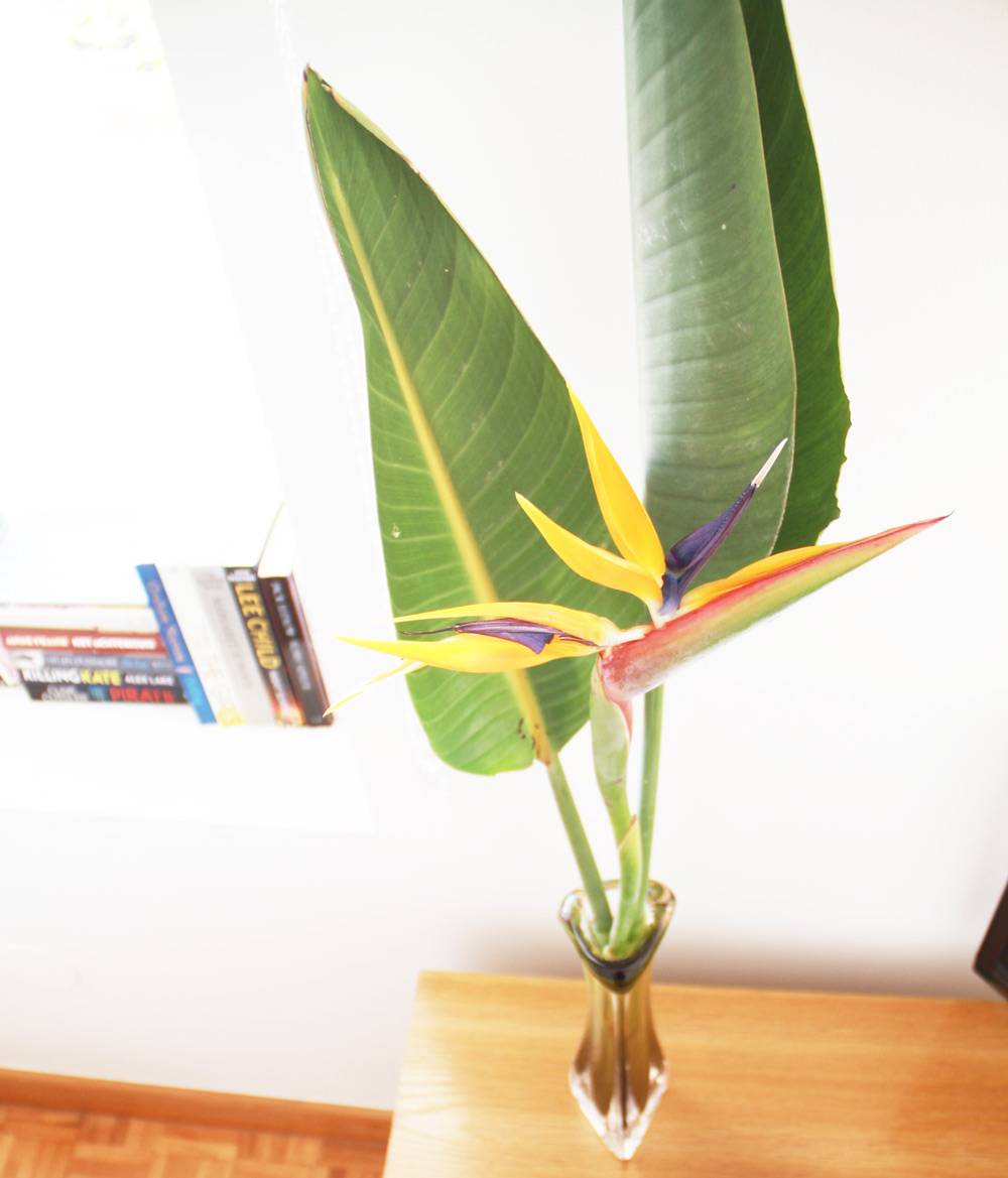 Gibralfaro 1 Terraza